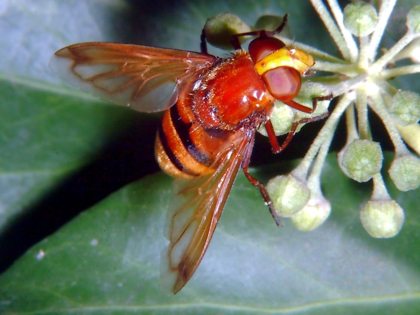 E'' fiorita l''Hedera helix!